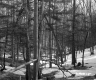 Snow in Forest