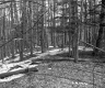 Snow in Forest