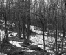 Snow in Forest
