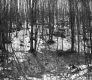 Snow in Forest