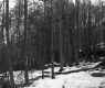 Snow in Forest