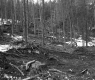Dead Trees