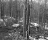 Branches in Forest