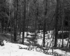 Snow in Forest