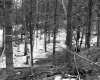 Branches in Forest