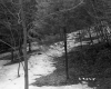 Snow in Forest