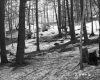 Snow in Forest
