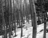Snow in Forest