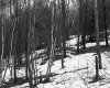 Snow in Forest