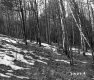 Slope in Forest