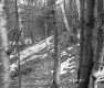 Snow in Forest