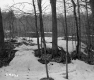 Snow in Forest