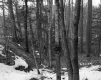 Snow in Forest