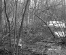Branches over Mud