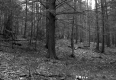 Trees on Slope