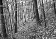 Slope in Forest