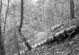 Fallen Tree in Forest