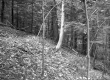 Slope in Forest
