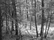 Slope with Trees