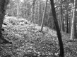 Slope in Forest
