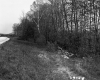 Trees by Road