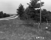 Grass by Highway