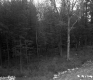 Trees and Rocks