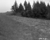 Field and Trees