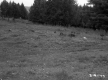 Trees by Field