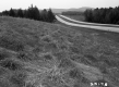 Field by Highway