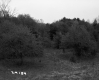 Trees in Field