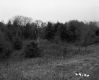 Flowers and Trees