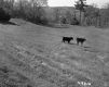 Cows in Field
