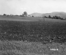 Crop Field