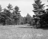 Trees in Field