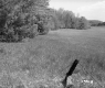 Fallen Fence by Field