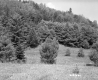 Trees on Hill