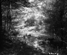 Sunlight in Forest
