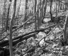 Branches in Forest