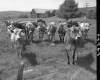 Cows by Fence