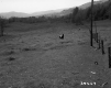 Horse by Fence
