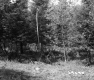 Trees and Grass