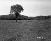 Fence in Field