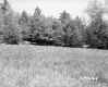 Trees on Slope