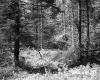 Branches in Forest