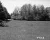 Branches in Field