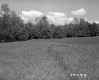 Trees by Field