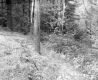 Slope in Forest