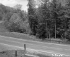 Trees by Road