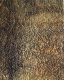 Rust